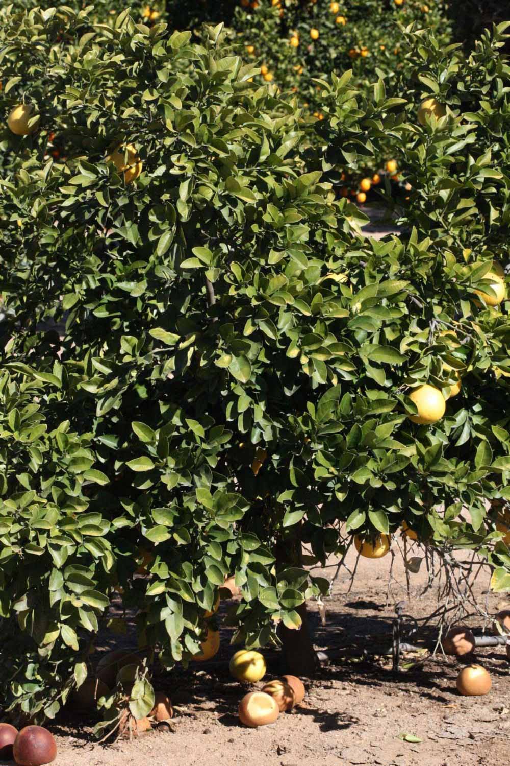              Habit (Riverside, CA)       